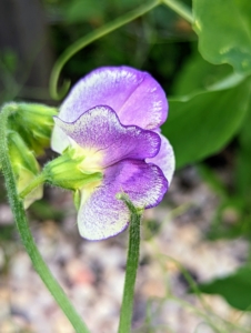 The old-fashioned varieties of sweet pea are grown for their vibrant colors and intense fragrances. Most sweet peas will begin blooming in late spring or early summer.