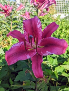 Here is one of many kinds of lilies that bloom in my flower garden. I also have lilies along my winding pergola, outside my Winter House kitchen and in the sunken garden behind my Summer House. My collection of lilies is a combination of Oriental, Asiatic, trumpet, and Orienpet lilies.