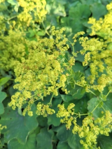 Lady’s mantle, Alchemilla vulgaris, grows along both sides of the main footpath of my cutting garden. In late spring and early summer, the plant produces lovely chartreuse colored blooms.