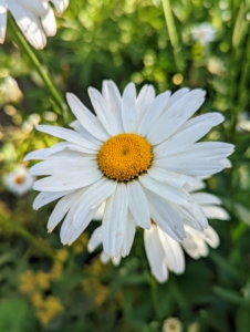 Shasta daisy flowers provide perky summer blooms with the look of the traditional daisies along with evergreen foliage. They are low maintenance and great for filling in bare spots in the landscape.