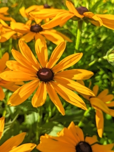 These are the showy flowers of rudbeckia. Rudbeckia’s bright, summer-blooming flowers give the best effect when planted in masses in a border or wildflower meadow.
