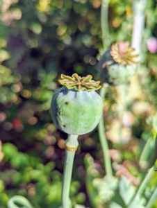 Here is a poppy seed pod, which is what’s left on the stem once the flower blooms and the petals fall off. As the seed heads turn brown with ripeness, it’s time to cut them and harvest the seeds. One can tell when pods are ripe by shaking the stem. If the pod rattles, it’s ready.