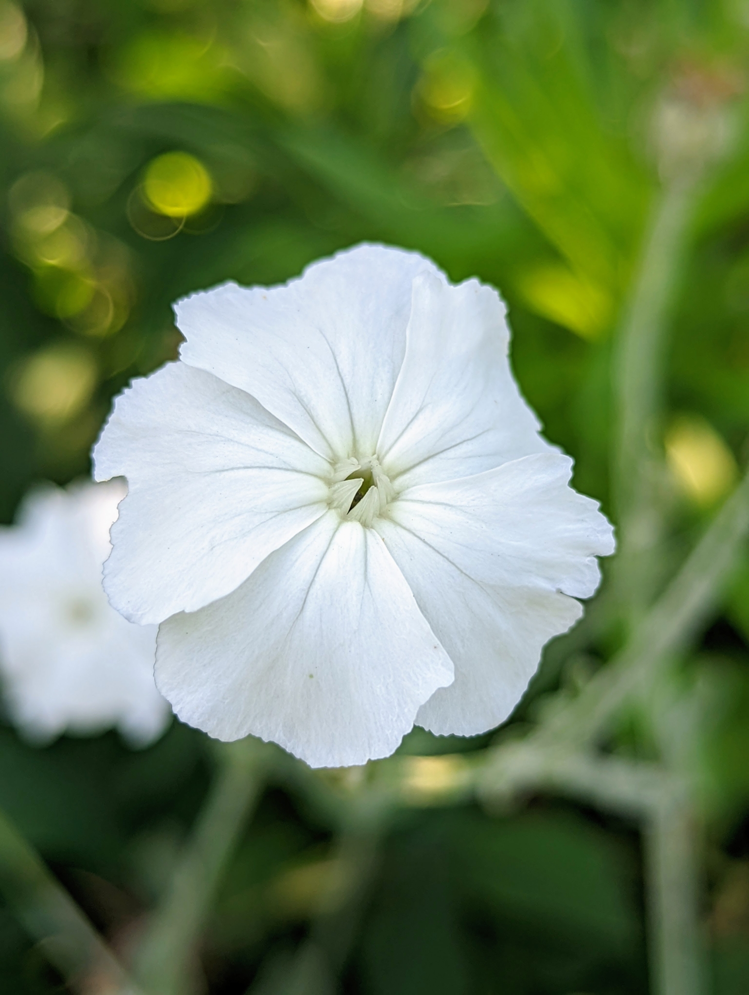 July Flowers in My Cutting Garden The Martha Stewart Blog