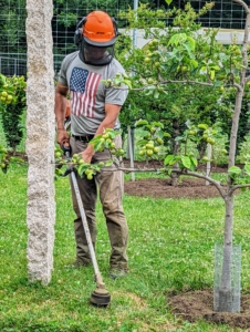 Here's Domi carefully weed whacking around the antique posts of the Asian pear espalier. I bought these posts from China. Originally, they were used as grape supports in a valley that was going to be dammed and flooded to create a reservoir. Now, I use these beautiful posts for various projects around my farm – including this row of espaliered fruits.