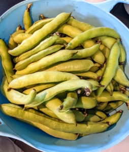 Vicia faba, also known as the broad bean or fava bean is an ancient member of the pea family. They have a nutty taste and buttery texture. I always grow lots of fava beans. A trug bucket full is also picked for the party.