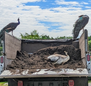 The peafowl have moved for a closer look - here they are on top of the mulch filled dump truck.