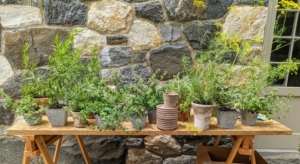 Herbs are potted for use as our centerpieces. It is always nice to utilize natural elements to decorate the tables. Green is also a theme color for the table setting. It will go so nicely with my Drabware dishes.