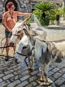 And of course, the donkeys are getting bathed for the occasion.