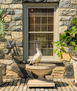 We're almost set for our fun summertime party! And I think the peafowl approve. This peahen is sitting on the rim of a giant stone birdbath in front of my Stable Office building - she is so interested and curious. I'll be sure to share more photos of this party in my next blog - stay tuned.