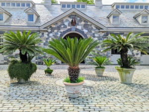 The courtyard is where everyone will gather - it is looking so pretty with the large potted sago palms on the cobblestone courtyard.