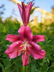 Over time, most lilies will multiply and the plants will grow into large clumps with many stems, but don't worry they don't mind being crowded.