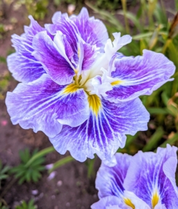 I also have many different irises in this garden. Iris flowers can begin blooming in late winter to early spring. Iris care is minimal once the growing iris is established. Iris flowers bloom in shades of purple, blue, white, and yellow and include many hybridized versions that are multi-colored.