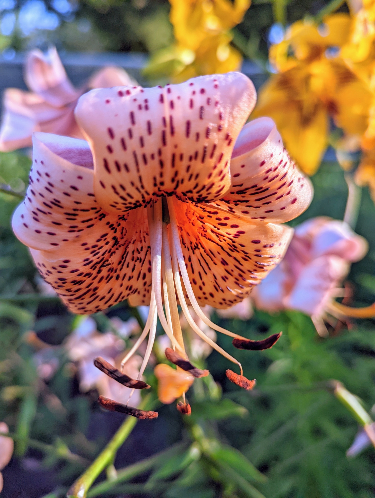 Lilies in the Garden The Martha Stewart Blog