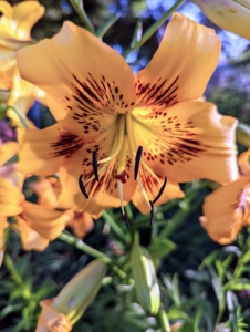 When handling lilies, it’s a good idea to wear gloves and clothes you don’t mind getting dirty. If you happen to get a pollen stain on your clothing, do not rub! Instead, reach for a roll of tape and use the sticky side to gently dab the area – the particles will adhere to the tape.