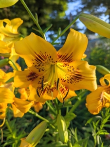 Lilies come in a variety of colors with multiple blooms per stem.