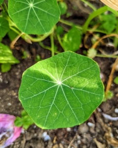 Nasturtium leaves are small to medium in size and round and broad in shape. The flat, bright green leaves are waxy, pliable, have a few veins running throughout, and are connected to a central stem.