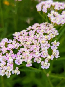 The flower clusters or corymbs are made up of dozens of tiny daisy-like florets. Here's yarrow in light pink. Yarrow flower colors range from white and soft pastels to brilliant shades of yellow, red, orange, and gold.