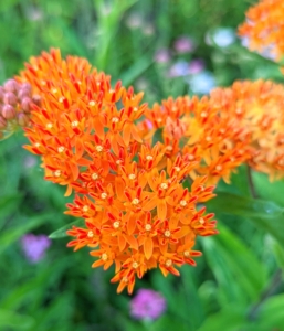 Butterfly weed is a bright orange showy native wildflower that’s easy to grow, cold hardy, and does well in poor, dry soils. Long-lasting clusters of small, flat-topped flowers are crowned with a yellow, sun-kissed “corona” and blooms from June through August. Butterfly weed is an important nectar source for Monarch butterflies and its leaves provide essential food for developing Monarch caterpillars.