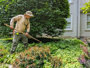 After the entire task is done, Chhiring and Pasang rake all the fallen leaves and branches. Chhiring uses a soft rake to carefully remove debris that has fallen into the pachysandra in front of the round hornbeams.