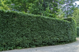 The hedge looks great from all sides. It is important to keep up with the care and maintenance of all plantings. Proper pruning can remove any portions that have disease, fungi, and other types of decay. It also exposes the inner foliage to more sunlight and air circulation, which helps to reduce the chance of disease.