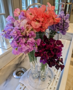 Here in my Winter House are several freshly cut bunches of sweet peas.