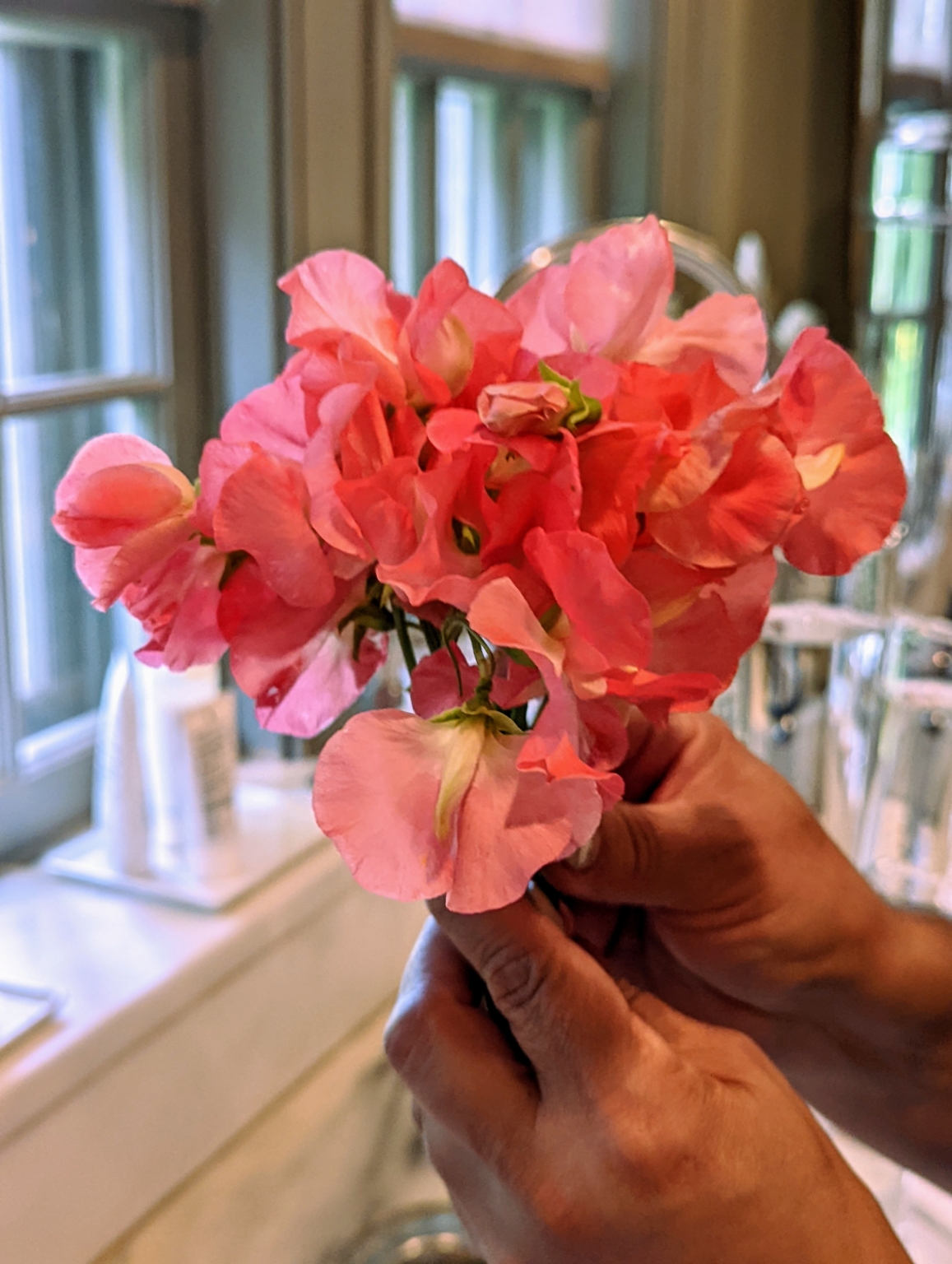 Picking Colorful and Fragrant Sweet Peas The Martha Stewart Blog
