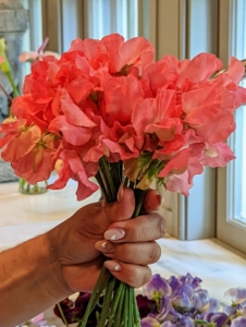 Here are the most beautiful salmon colored sweet peas.