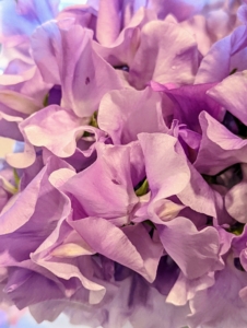 Here is a bunch of solid colored pink sweet peas. To prolong the cut flowers, change the water in the vase once or twice a day, and place the vase of flowers out of direct sunlight and away from drafts.