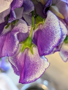 This variety is flecked and shows such pretty purple and white blossoms. The first sweet peas were introduced to Britain in 1699 when a Sicilian monk, Francis Cupani, sent seeds to Dr. Robert Uvedale, a teacher from Enfield, Middlesex. They became hugely popular in North America, both as garden plants and cut blooms. By the late 1800s, growers in the US shipped trainloads of sweet peas all over the country.