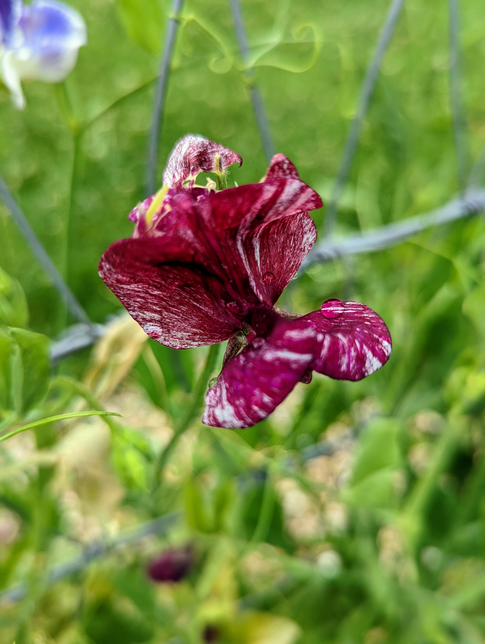 Picking Colorful and Fragrant Sweet Peas - The Martha Stewart Blog