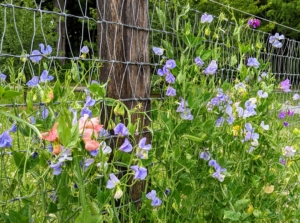 We planted sweet peas along the fence of the vegetable garden. Sweet peas work well here, attracting bees and other pollinators needed for the vegetables.
