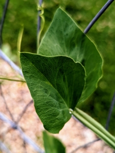 The leaves are pinnate with two leaflets and a terminal tendril, which twines around supporting plants and structures, helping the sweet pea to climb.