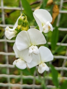 This crisp white one grows along the fence of my flower garden. White sweet peas are very reliable performers. As annuals, sweet peas thrive in full sun, although in warmer climates they do well in a location that receives partial sun, especially in the heat of the afternoon.