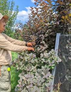 Here's Chhiring starting to prune the outside shrubs. Pruning means to lop or cut off any superfluous branches or shoots for better-shape and better growth. These look fuller every year – in part because of our regular pruning.