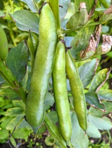 Vicia faba, also known as the broad bean or fava bean is an ancient member of the pea family. They have a nutty taste and buttery texture. I always grow lots of fava beans. We used many fava beans from my garden at my 20-year plus party last week here at the farm.