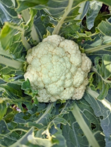 The cauliflower also looks great. Cauliflower is filled with nutrients. They hold plenty of vitamins, such as C, B, and K. Cauliflower is ready to harvest when the heads are six to eight inches in diameter. When picking, cut the stalk just below the head, leaving a stem of about two inches long.