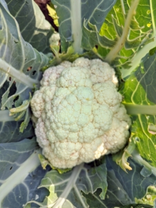 Cauliflower is filled with nutrients. They hold plenty of vitamins, such as C, B, and K. Cauliflower is ready to harvest when the heads are six to eight inches in diameter. When picking, cut the stalk just below the head, leaving a stem of about two inches long.