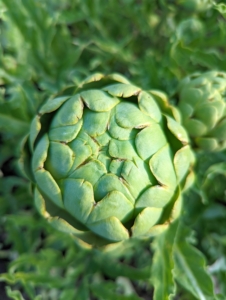 Here's a perfect artichoke ready to pick. Globe artichokes, Cynara scolymus, are popular in both Europe and the United States. Artichokes are actually flower buds, which are eaten when they are tender.