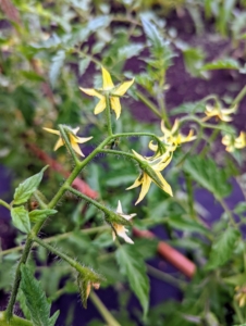 Remember, it’s the yellow flowers produced by tomato plants that must be fertilized before fruit can form. Once fertilized, the flowers develop into tomatoes – small green globes that become visible at the base of the blossoms and then eventually become mature fruits.