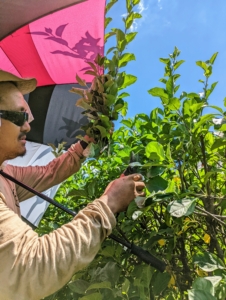 Chhiring works from the ground - it's very hot out, so an umbrella provides some good shade. Pruning encourages the tree to grow fruiting spurs by eliminating competing suckers and unproductive wood.