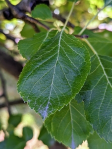 The leaves of apple trees are ovate and dark green with asymmetrical leaf bases. The leaf margins are curved and serrated.