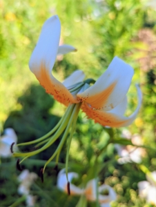 Lily flowers are large and come in a range of colors including yellows, whites, pinks, reds, and purples. They may be planted in early spring or fall. Both planting times will give flowers in mid to late summer. This Turk’s cap-type lily has white blooms with raised, dark red spots and warm yellow-orange centers.