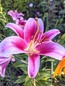 The true lilies are erect plants with leafy stems, scaly bulbs, usually narrow leaves, and solitary or clustered flowers.