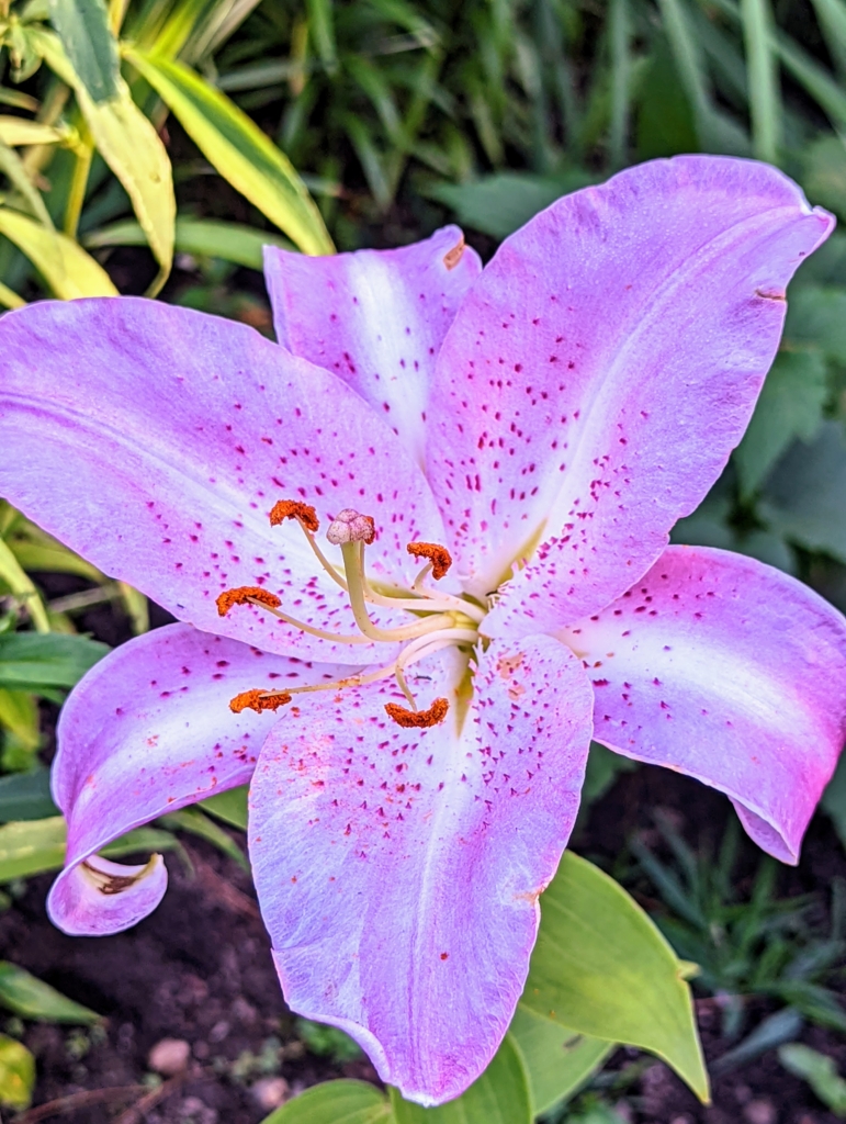 Lilies in the Garden The Martha Stewart Blog