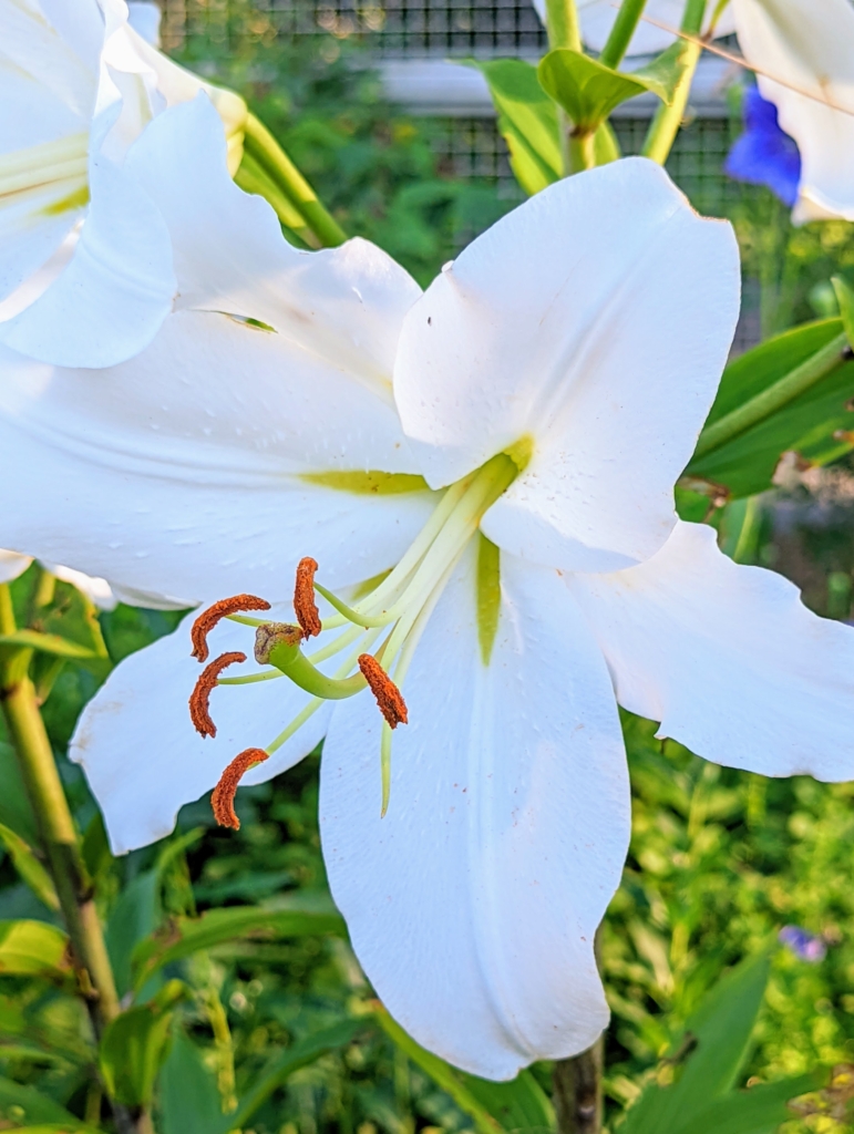 Lilies in the Garden The Martha Stewart Blog