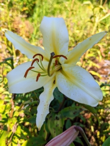 The cultivation of lilies dates back to 1500 B.C. Many of the bright colors and forms of lilies were found on botanical expeditions during the 1800s in Asia. The Chinese and Japanese lily species were exported to Europe and hybridized to create new varieties that are popular today as cut flowers and as garden plants.