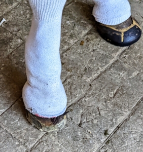 Banchunch has sensitive hooves, so he wears glue-on shoes. Here, Marc uses old tube socks to protect the feathering on his legs from getting any glue on them. The hoof on left is missing a shoe.