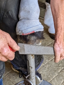 Next, Marc uses a rasp, or a horse-sized file, to flatten and level the hoof and remove any uneven spots. Hooves grow continuously, so filing the surface when re-shoeing is important for maintaining the horse’s foot balance and gait.