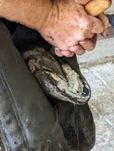 Then he cleans the bottom of the hoof and removes any debris. Downward strokes from heel to toe are always recommended. Marc is careful around the frog, the triangular portion in the middle of the hoof, which is very sensitive.