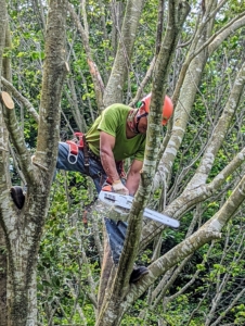 Each long section of tree is cut by chainsaw. This tree grows at a slow to medium rate, with height increases of anywhere from less than a foot to about 24-inches per year.